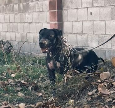 emo robot купить бишкек: Продается питбуль сучка 2.3 год адрес сокулук — 1