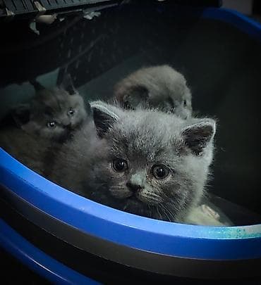 персидская кошка цена: Шотландские плюшевые мальчишки,фолд и 2 страйта.Возраст 1.5 — 4