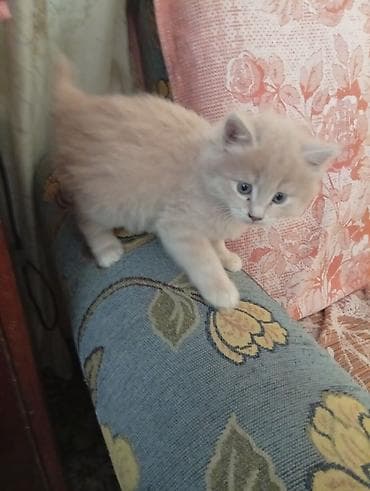 Кошка даром: Сибирская, 1 месяц, Мальчик, Приучена к лотку, Проглистована