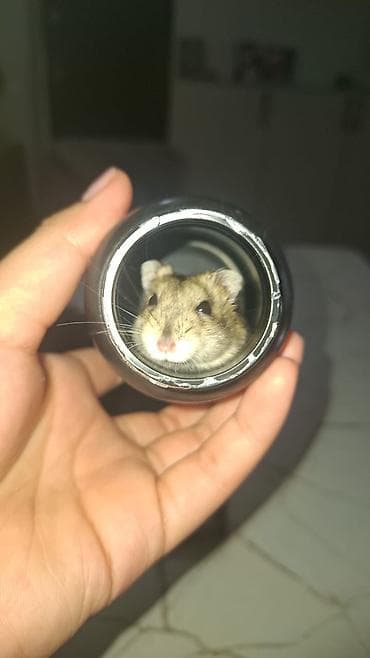 хомяки в бишкеке: Хомячки джунгары — 1