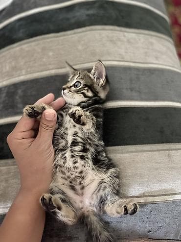 отдам даром котят: 1 месяц, Девочка, Серый — 2