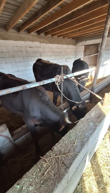 племенные коровы молочные купить: Продаю | Тёлка | На откорм | Привязанные — 1