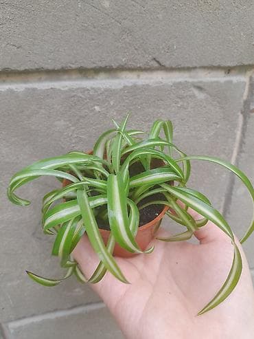 ph down: Хлорофитум вариегатный (Chlorophytum comosum ‘Variegatum’) в — 2