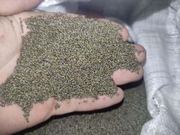 уголь в мешках шабыркуль: Семена кормовых растений: Люцерна, Платная доставка — 2