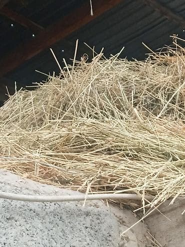 зелёный корм: Сено в тюках и россыпью - Натуральное луговое сено, заготовка — 2