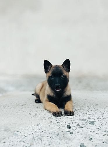 немецкая овчарка вязка: Бельгийская овчарка, 2 месяца, Самка, С прививкой, С родословной — 2