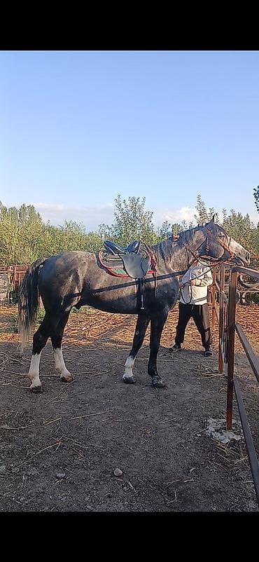 Үй жаныбарлары: Сатам | Жылкы (эркек), Байтал | Кара Жорго | Көбөйтүү үчүн, Жумушка, Ат спорту | Асыл тукумдуу, Жасалма жол менен боозутуу — 1