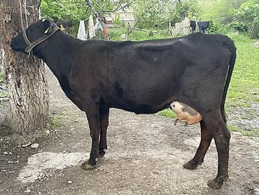 маточное молоко: Продаю | Корова (самка) | Абердин-ангус | Для молока | Привязанные — 4