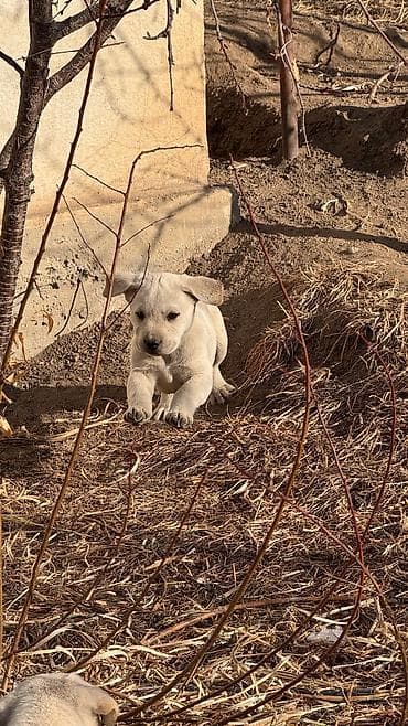 куплю щенка лабрадора: Лабрадор-ретривер, 2 месяца, Самец — 6