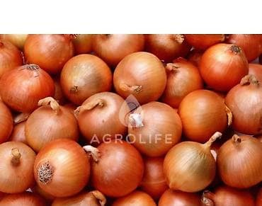 Фрукты: Лук Оптом, Самовывоз — 7