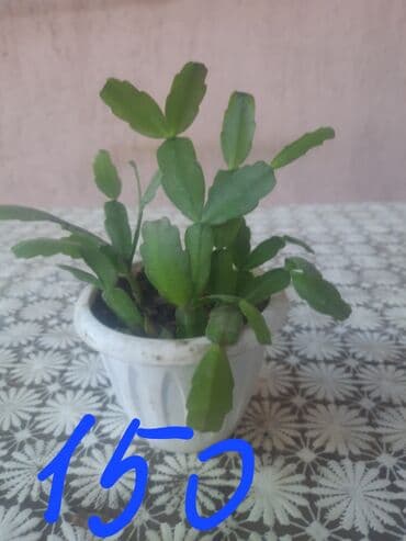 сок алоэ цена бишкек: Алоэ — 14