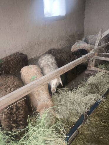 куры живые: Продаю | Баран (самец) | Полукровка | Для разведения | Матка — 2