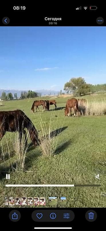 Продаю | Жеребец | Для разведения at lalafo.kg Продаю | Жеребец | Для разведения