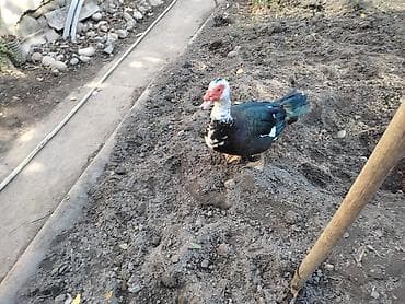 Айыл-чарба жаныбарлары: Мускусные утки (индоутки) и гуси для подворья. - Порода: мускусные — 4