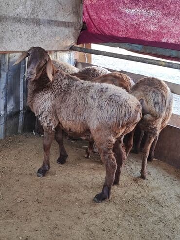 где купить собаку: Продаю | Овца (самка) | Для разведения | Племенные — 2