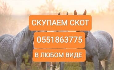 Куплю | Коровы, быки, Лошади, кони | Круглосуточно, Любое состояние, Забитый at lalafo.kg Куплю | Коровы, быки, Лошади, кони | Круглосуточно, Любое состояние, Забитый