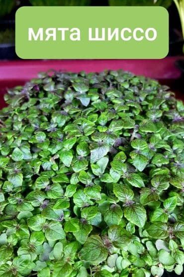 превосходный сорт яблок: Продается вкусная красивая и очень полезная микрозелень в большом — 7