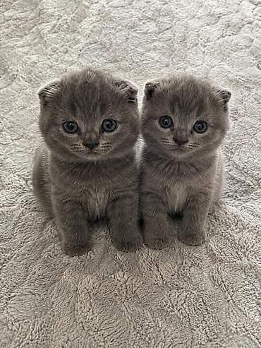 Шотландские котята (скоттиш-фолд и скоттиш-страйт), окрас голубой