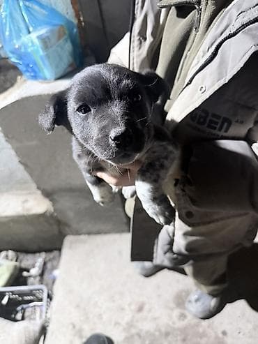 объявление продам собаку: Отдам щенят в хорошие руки. 
Игривые активные хорошие сторожа — 5