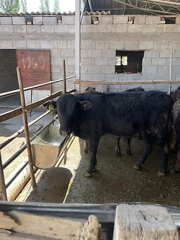 Сатам | Музоо | Абердин-ангус | Бордоп семиртүү үчүн