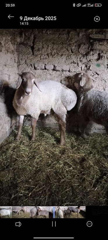 купить элитного щенка немецкой овчарки: Продаю | Баран (самец) | На забой | Племенные — 6