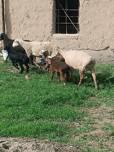 куплю козу на молоко: Продаю | Овца (самка) | Полукровка | Для разведения | Матка — 5