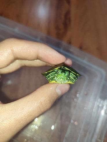 геккон купить: Продаются улитки ахатина фулика и ретикуляты.(2-4месяца) домашние — 9