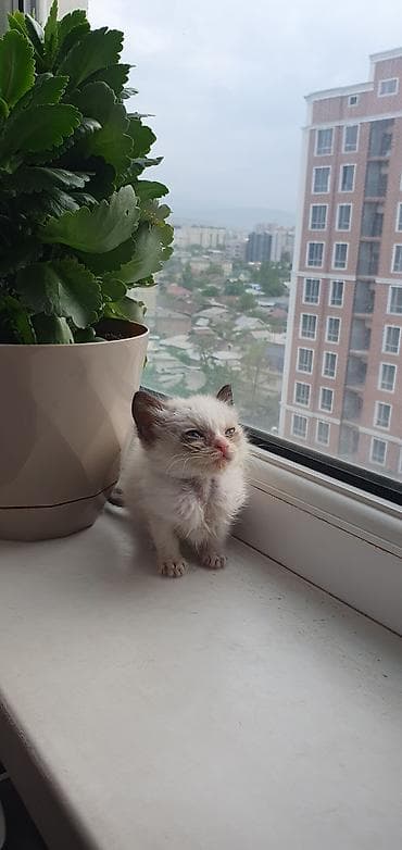 котята сиамские купить: Кошка даром: Сиамская, Мальчик — 5