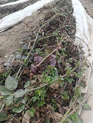 крупа: Саженцы ежевики (бесшипные сорта). Сорт Лох Нес Количево 1000 — 4