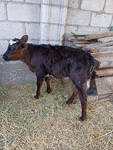 барда для коров: Продаю | Корова (самка) | Для молока — 5