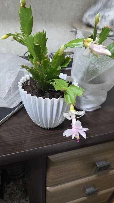 козырек для дома: Этажерка для цветов, Новый, Железо, Самовывоз — 9