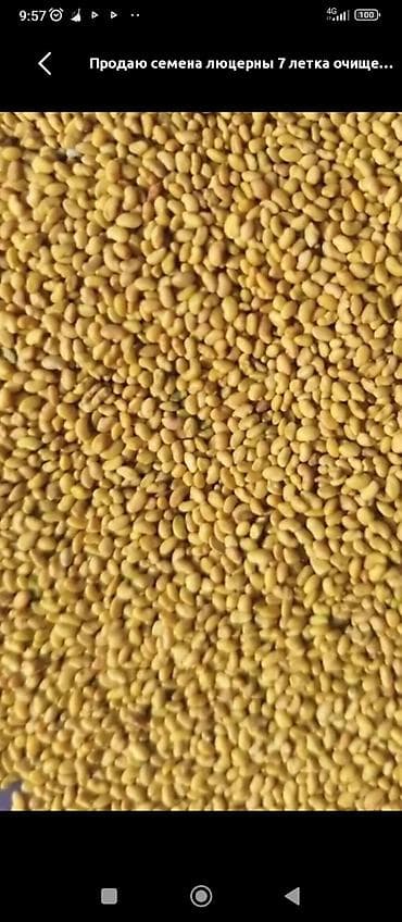 жылкы бе: БЕДЕ УРУК САТЫЛАТ! МЕСНЫЙ КАРА - БАЛТАныкы ОЗУБУЗДУН ЖЕРДИКИ — 8