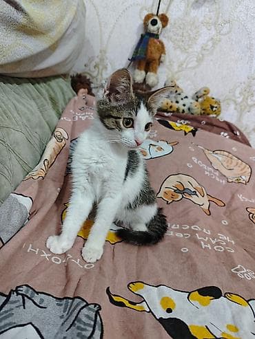 манчкин котенок: 3 месяца, Девочка, Приучена к лотку, Проглистована, С прививками — 7