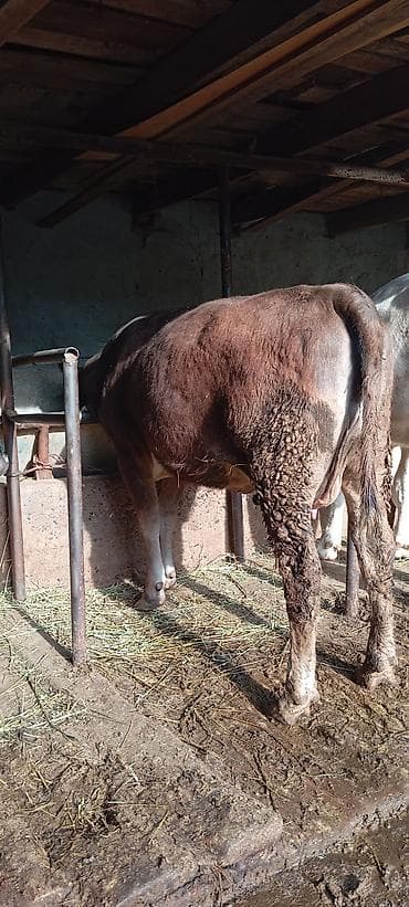 корова с теленкам: Продаю | Музоо, торпок | Симментальская | На откорм | Привязанные — 3