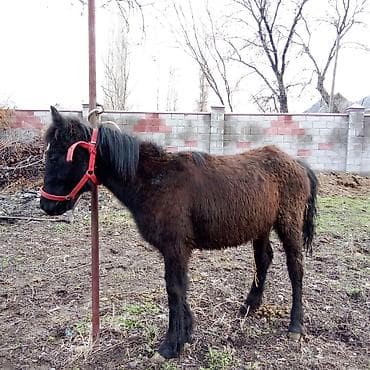 fermer kg: Продаю | Кобыла (самка), Конь (самец) | Для разведения — 3