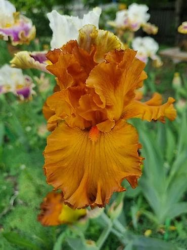 нитки ирис: В продаже саженцы сортовых ирисов из личной коллекции Все фото мои! — 9