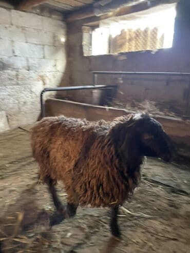 Аквариумы: Продаю | Овца (самка), Ягненок, Баран (самец) | Гиссарская, Полукровка, Долан | На забой, Для разведения, Для шерсти | Племенные, Котные, Кастрированные — 4