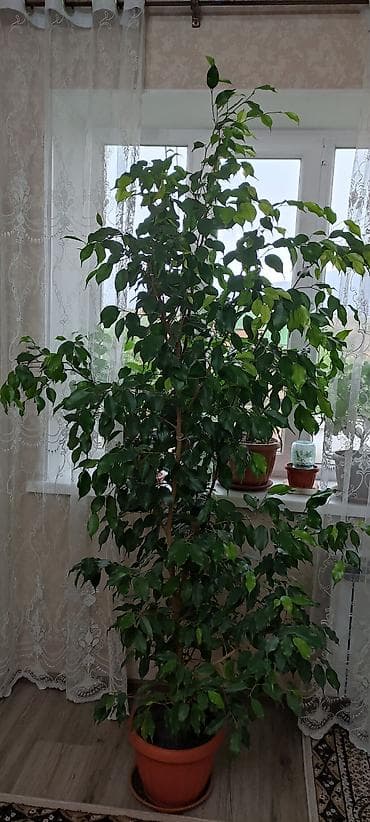 уй емеректер: Фикус Бенджамина (Ficus benjamina), крупное комнатное дерево. - — 2