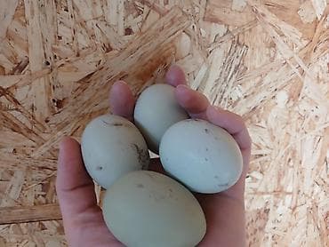 куры таджон: Продаю | Цыплята | Для разведения — 5