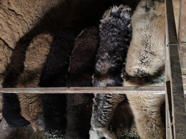 домик для кроликов: Продаю | Баран (самец) | Полукровка | На забой | Кастрированные — 10