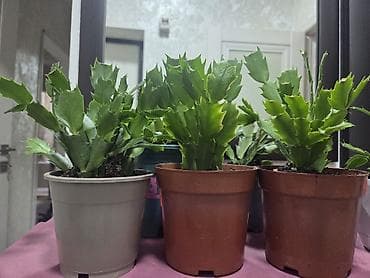 кактус эхинопсис: Зигокактус (Шлюмбергера, «рождественник») в горшке. - Компактное — 3