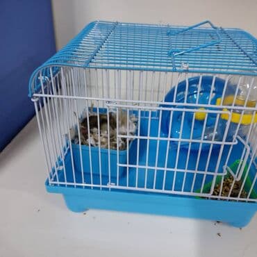 летучая мышь в кыргызстане: Хомячки джунгарские с клеткой комплект — 4