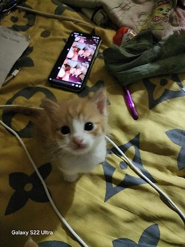 бесплатный котёнок: Котята домашние, от ласковой кошки. Окрас: рыже-белые и черепаховый — 1