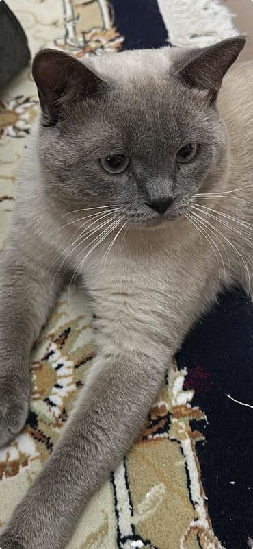 британская короткошерстная кошка золотая шиншилла: Кот в добрые руки,цвет серо- бежевого цвета.Плотный плюшевый мех — 1