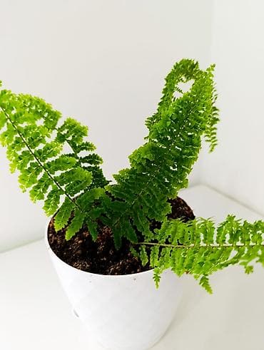 бабл шар: Папоротник комнатный (в пластиковом горшке) - Компактный папоротник с — 3