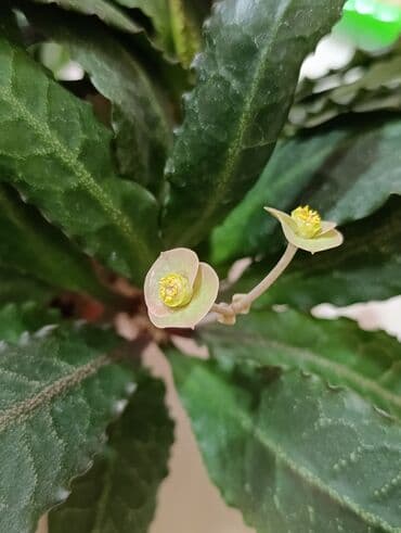 Комнатное растение в горшке — зуфорбия (сукуплекс/каудексная форма)