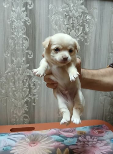 купить щенка французского бульдога: ЩенокЧихуа хуа, кремовый окрас - Пол: кобель - Примерный возраст — 1