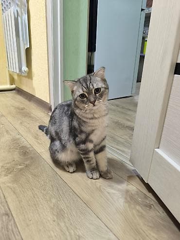 Скотиш Фолд (Шотландская вислоухая), 5 месяцев, Мальчик — 7