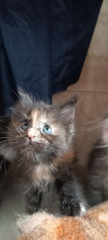 кошк: Мейн-Куны!!!🥰🥰🥰 Продаются Чистокровные,Шикарные котята! Отличная — 8