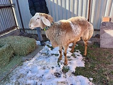 Услуги ветеринара: Продаю | Овца (самка) | Для разведения | Племенные — 2